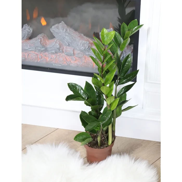 Planta naturala de interior Dracula, Zamioculcas zamiifolia, H 40 cm, D 12 cm - 1 | YEO