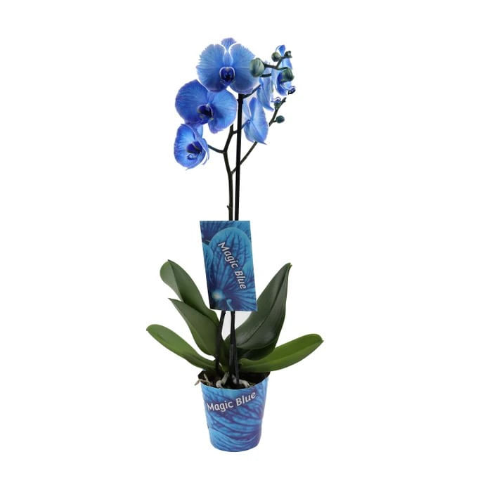 Planta naturala de interior Dracula, Orhidee Phalaenopsis Royal blue A2, cu flori , D 12 cm