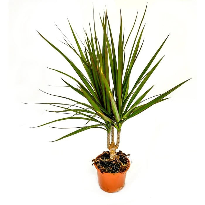 Planta naturala de interior Dracula, Dracaena marginata, H 65 cm, D 12 cm