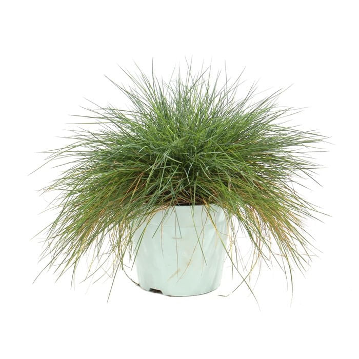 Iarba decorativa Dracula, Festuca glauca intense blue, H 27 cm, D 17 cm