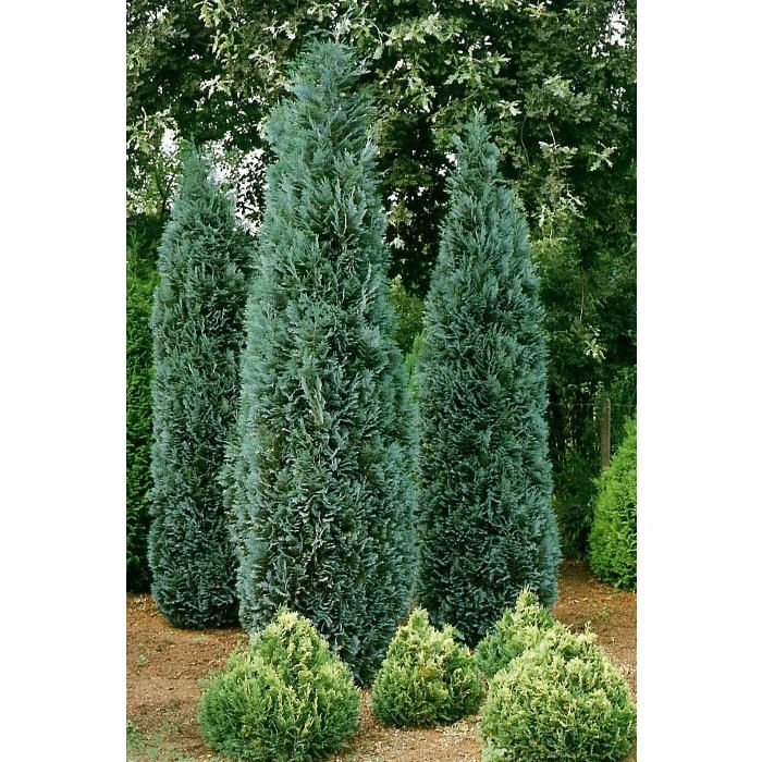 Arbore ornamental Dracula, Chamaecyparis columnaris balot, H 190 cm