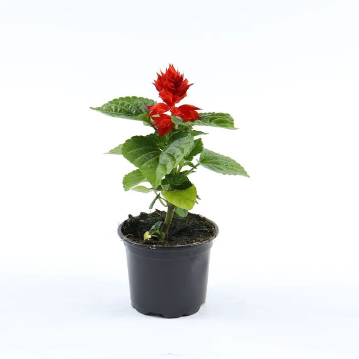 Planta de exterior Dracula, Salvia, rosu, cu flori D 10 cm