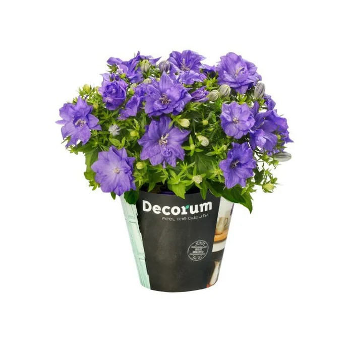 Planta de exterior Dracula, Campanula Porto blue, cu flori, H 19 cm, D 11 cm