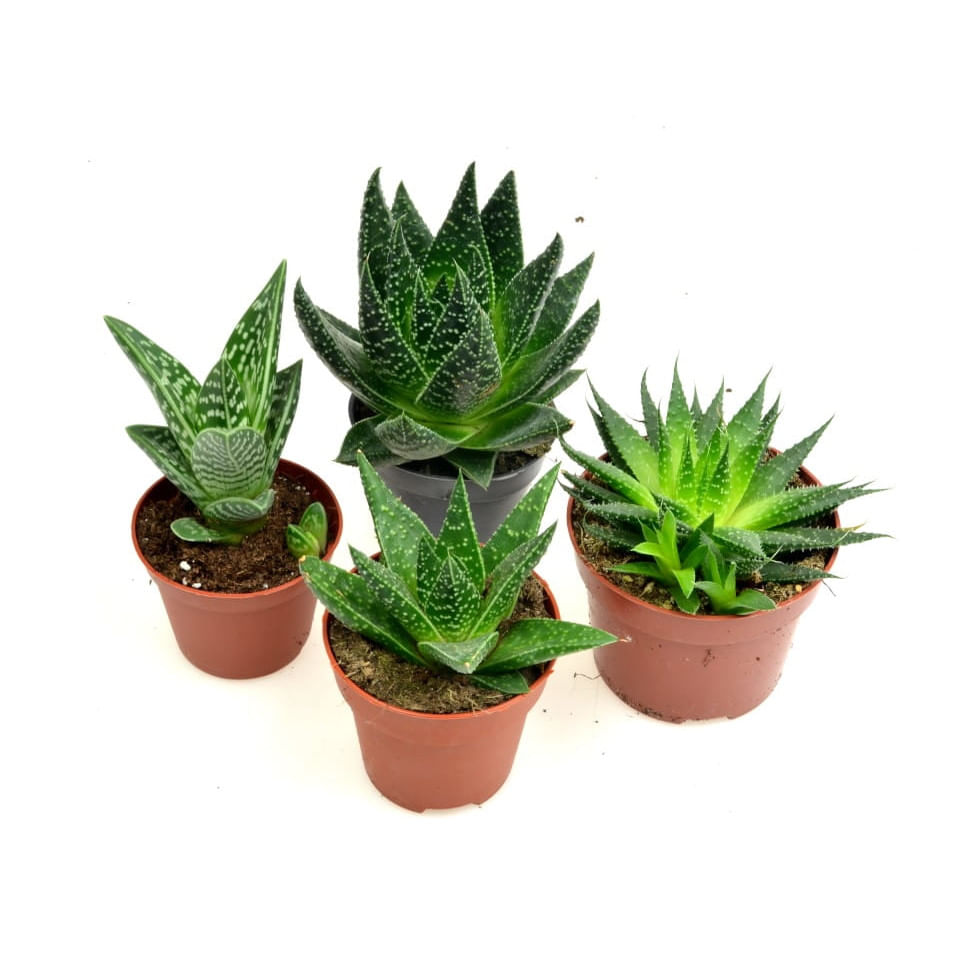 Set 4 Plante naturale Aloe Mix Dixiestore, Verde