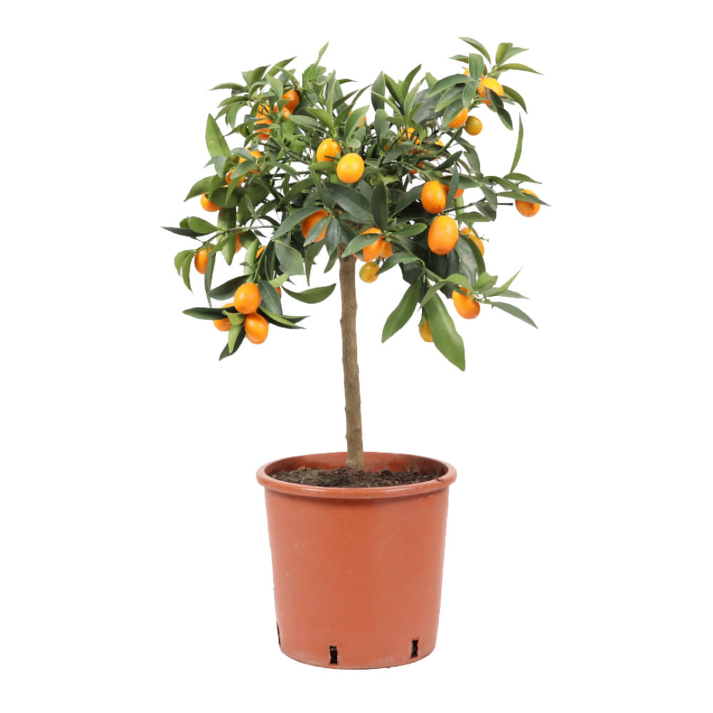 Citrus Kumquat, ghiveci 5 L, h 80 cm