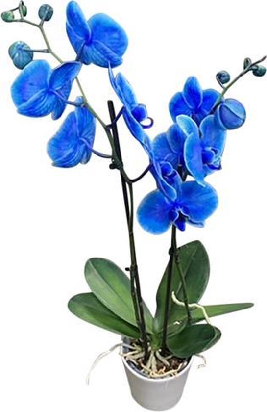 Planta naturala de interior Orhidee Magic Blue Royal blue A2, cu flori dimensiune 90 cm - 1 | YEO