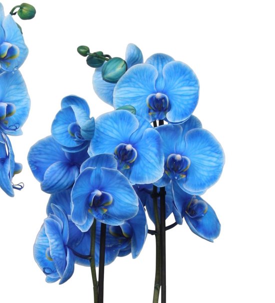 Planta naturala de interior Orhidee Magic Blue Royal blue A2, cu flori dimensiune 90 cm - 2 | YEO