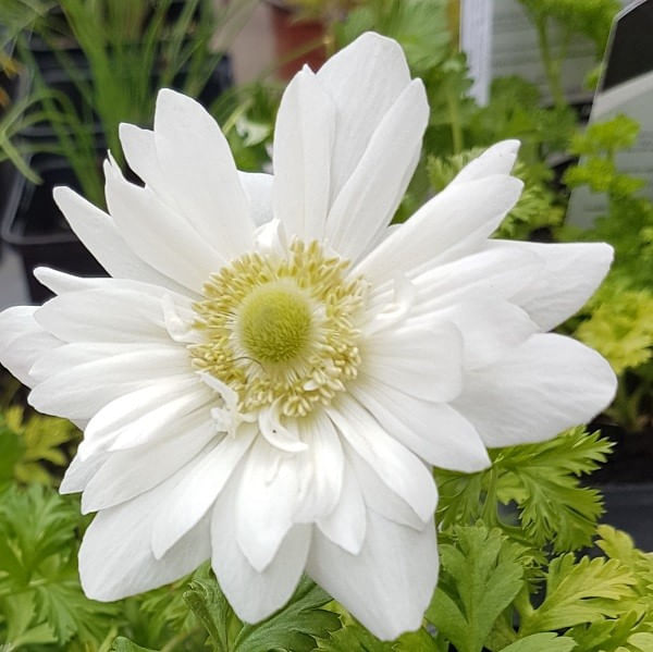 Bulbi Anemone, Coronaria Mount Everest, Alb, 5/6, 10 bulbi — imaginea 2