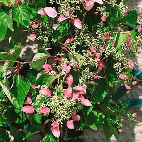 Hortensie, Hydrangea Hydrangeoides Roseum, ghiveci 2 litri