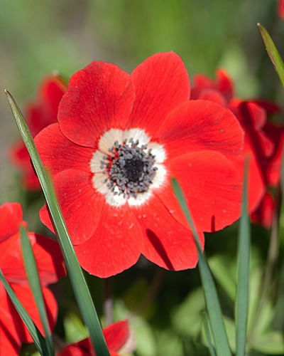 Bulbi Anemone, Coronaria Hollandia, Rosu, 5/6, 10 bulbi — imaginea 2