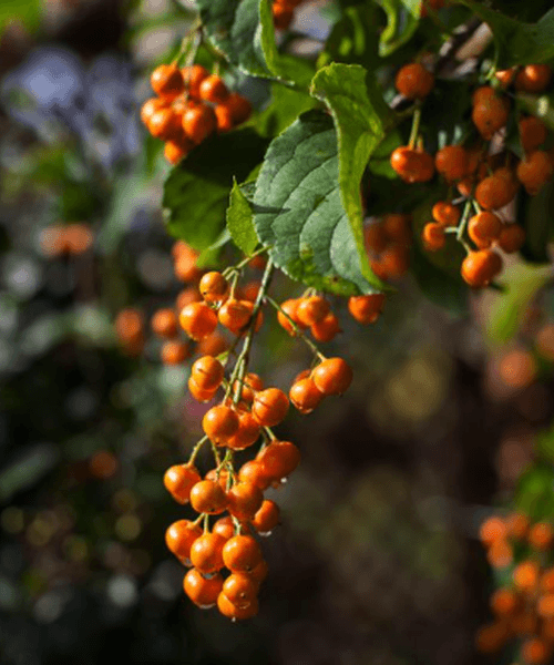 Planta Vita Americana, Celastrus Scandens Bailumn, ghiveci 2 litri — imaginea 2