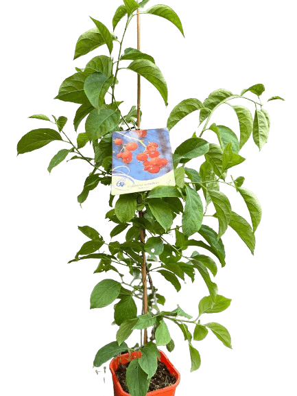 Planta Vita Americana, Celastrus Scandens Bailumn, ghiveci 2 litri — imaginea 4