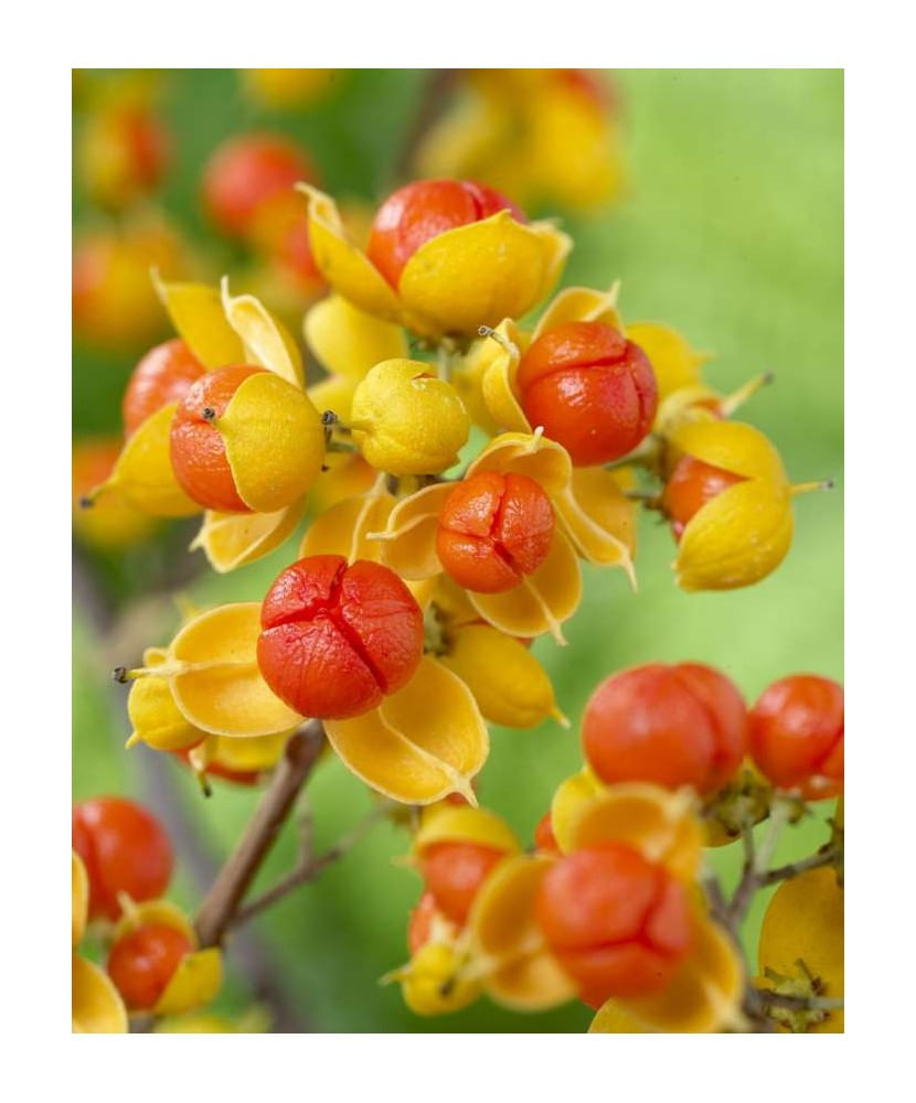 Planta Vita Americana, Celastrus Scandens Bailumn, ghiveci 2 litri — imaginea 6