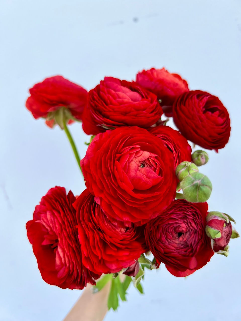 Bulbi Piciorul Cocosului Ranunculus, Red, Rosu, 10/+, 5 bulbi — imaginea 2