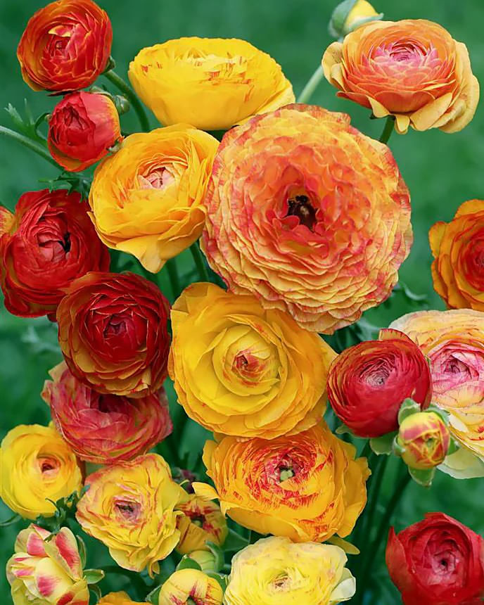 Bulbi Piciorul Cocosului Ranunculus, Picotee Orange, Portocaliu, 6/7, 5 bulbi