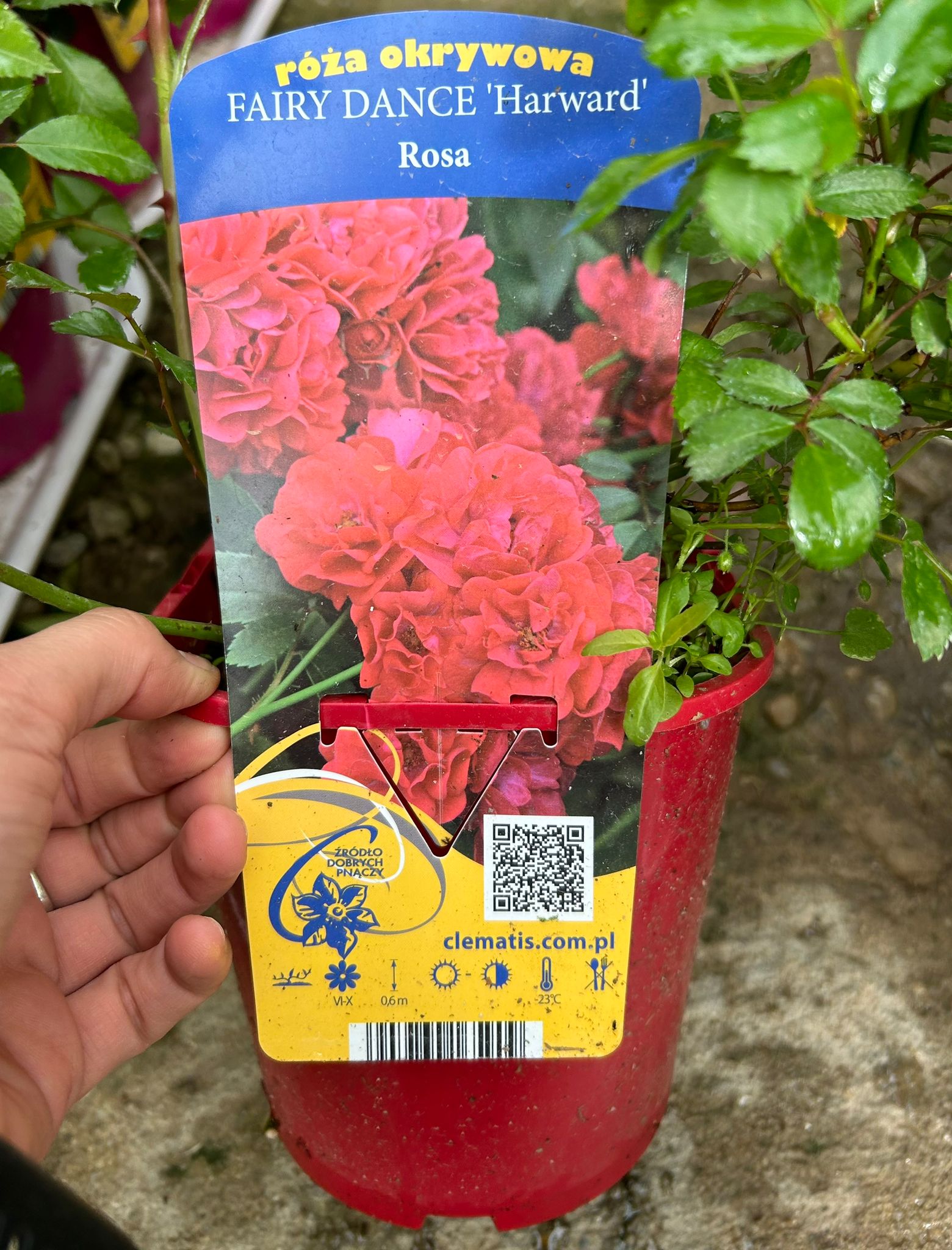 Trandafir pitic, Rosa Fairy Dance 'Harward' C2, ghiveci 2 litri — imaginea 2