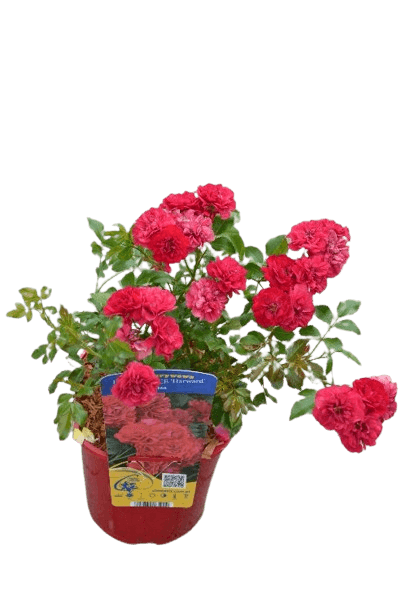 Trandafir pitic, Rosa Fairy Dance 'Harward' C2, ghiveci 2 litri — imaginea 5