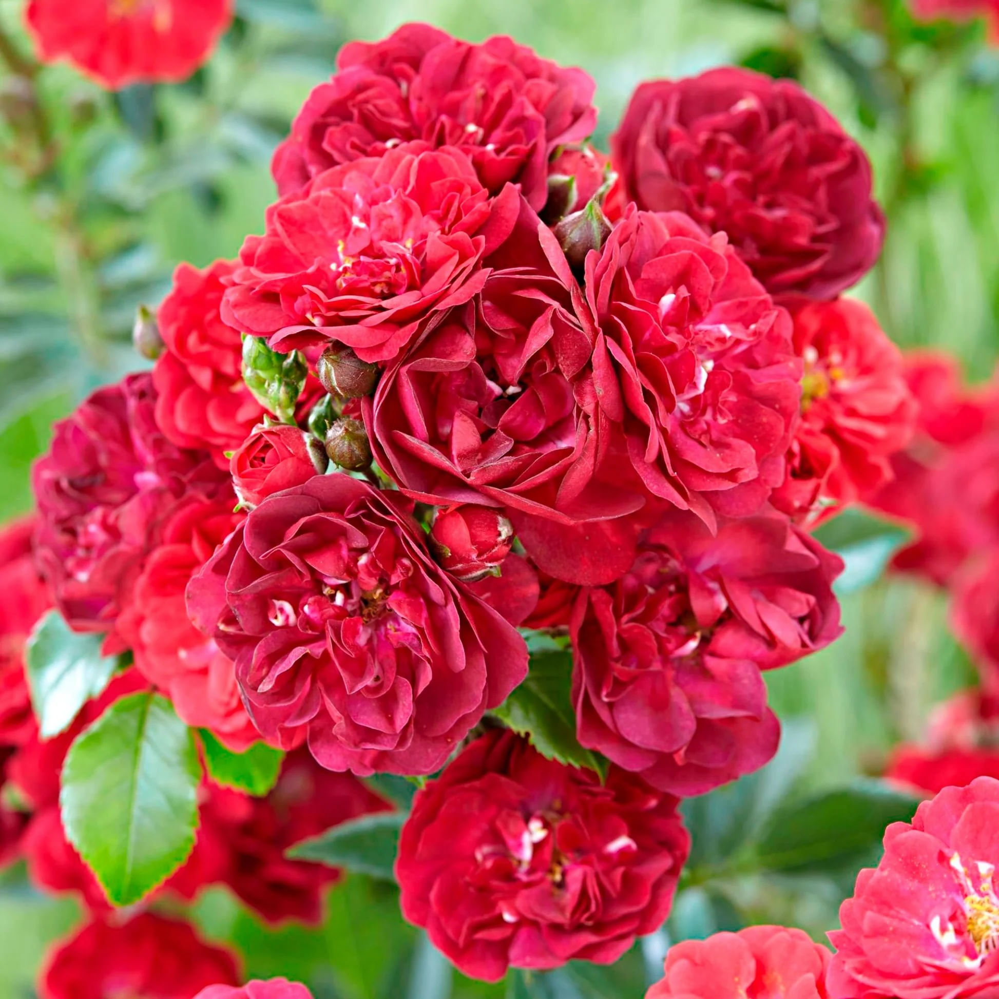 Trandafir pitic, Rosa Fairy Dance 'Harward' C2, ghiveci 2 litri — imaginea 6