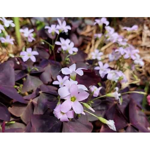 Bulbi Trifoi - Macris Oxalis, Triangularis, Mov, ., 5 bulbi - 2 | YEO