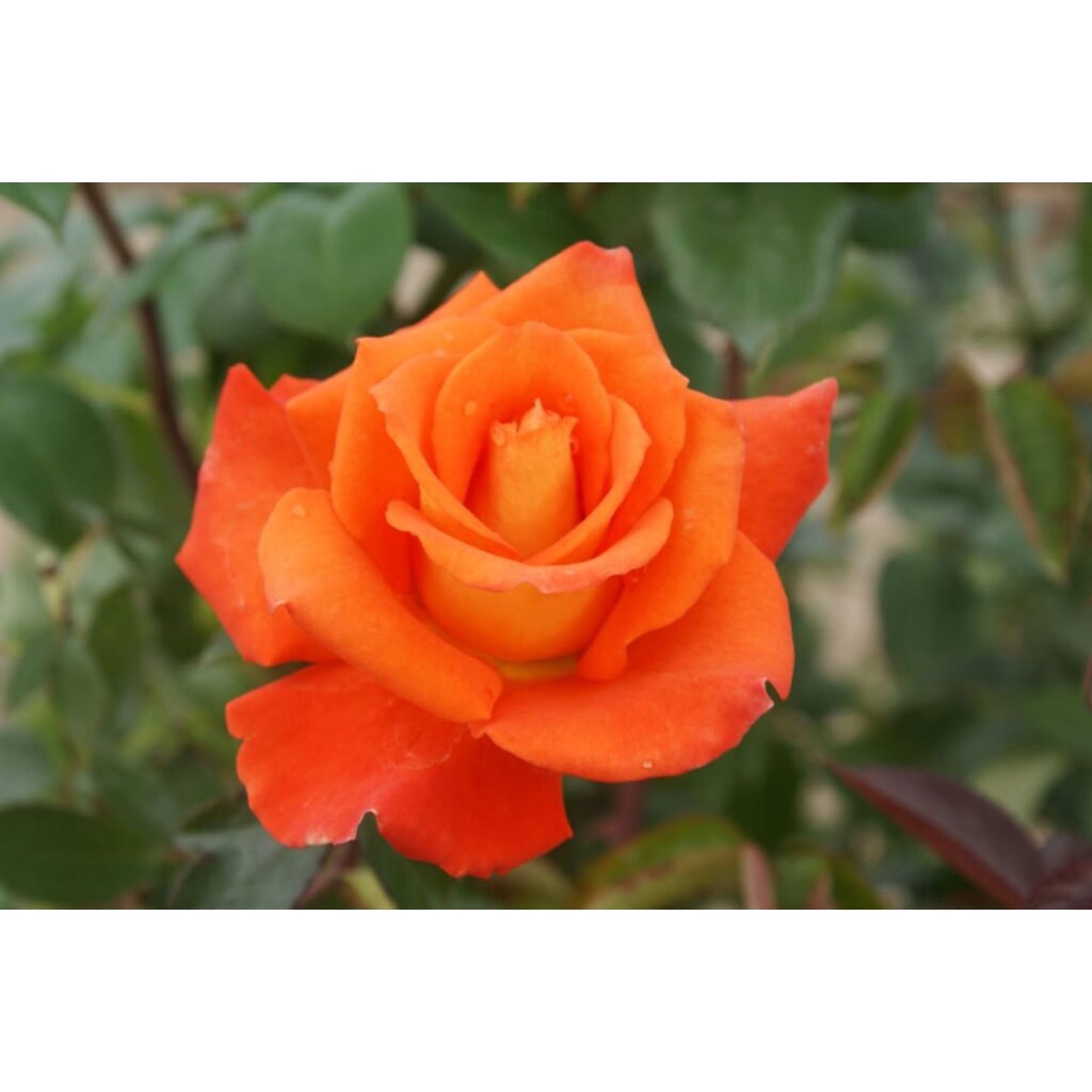 Trandafiri Monica, radacina nuda