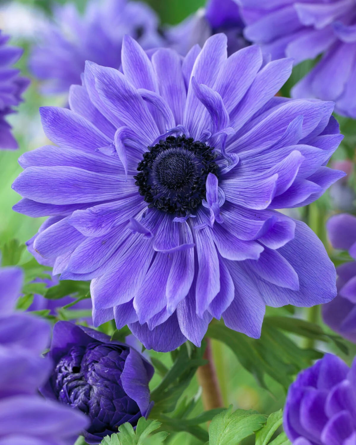 Bulbi Anemone, Coronaria Lord Lieutenant, Albastru, 5/6, 10 bulbi