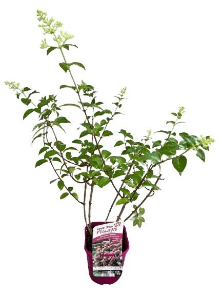 Hortensie, Hydrangea paniculata 'SUNDAE FRAISE' — imaginea 3