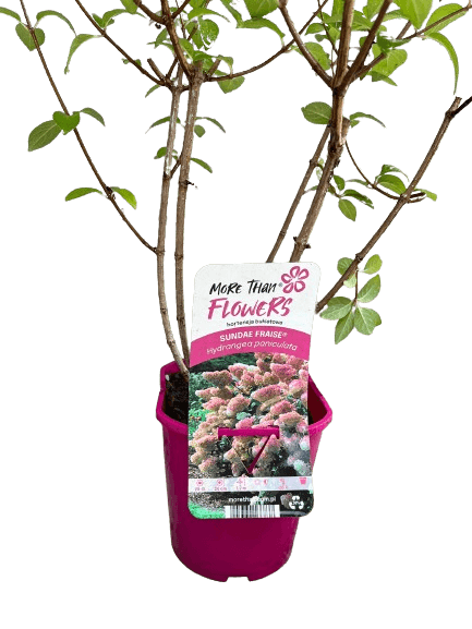 Hortensie, Hydrangea paniculata 'SUNDAE FRAISE' — imaginea 4