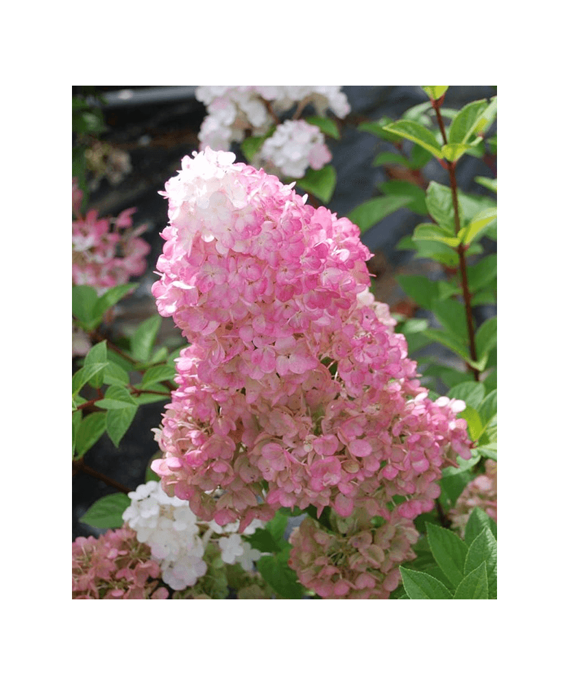 Hortensie, Hydrangea paniculata 'SUNDAE FRAISE' — imaginea 5