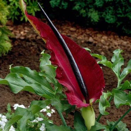Bulbi Crinul Dragonului Dracunculus, Dranunculus Vulgaris, Visiniu, 20/25, 1 bulbi