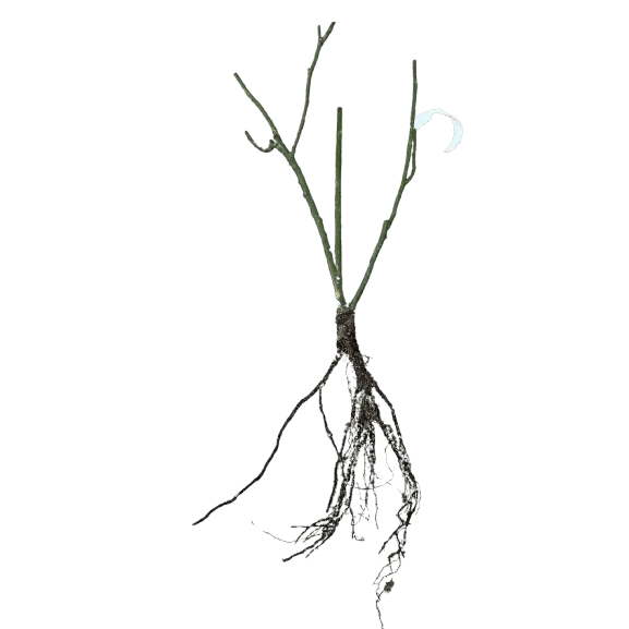 Trandafiri Black Bccara, radacina nuda