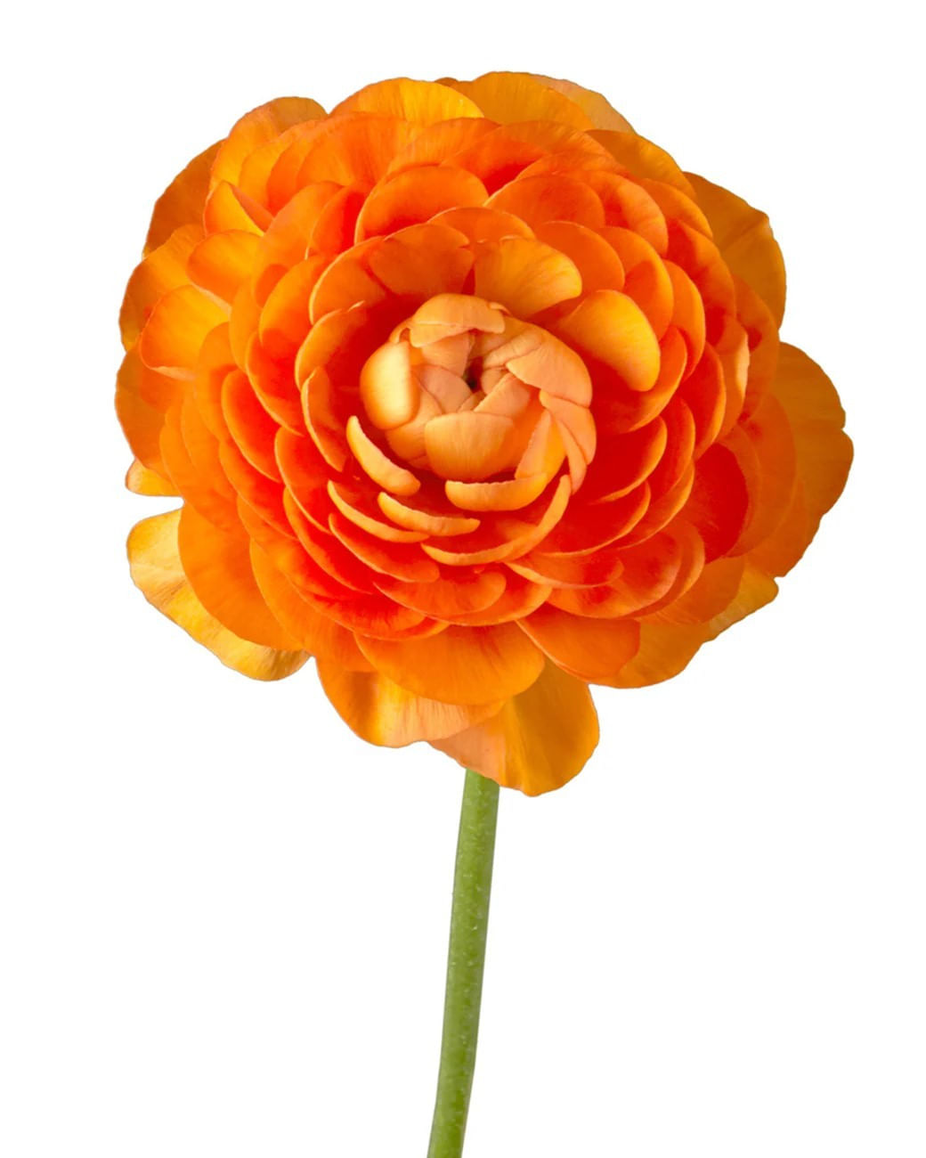 Bulbi Piciorul Cocosului Ranunculus, Orange, Portocaliu, 10/+, 5 bulbi — imaginea 3