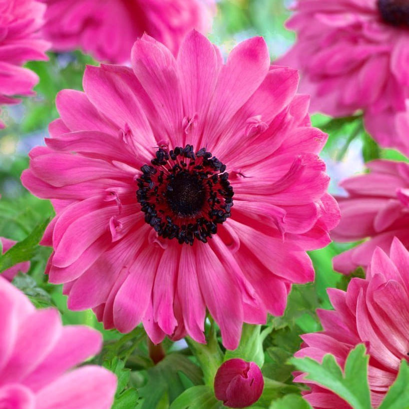 Bulbi Anemone, Coronaria Admiral, Roz, 5/6, 10 bulbi — imaginea 3