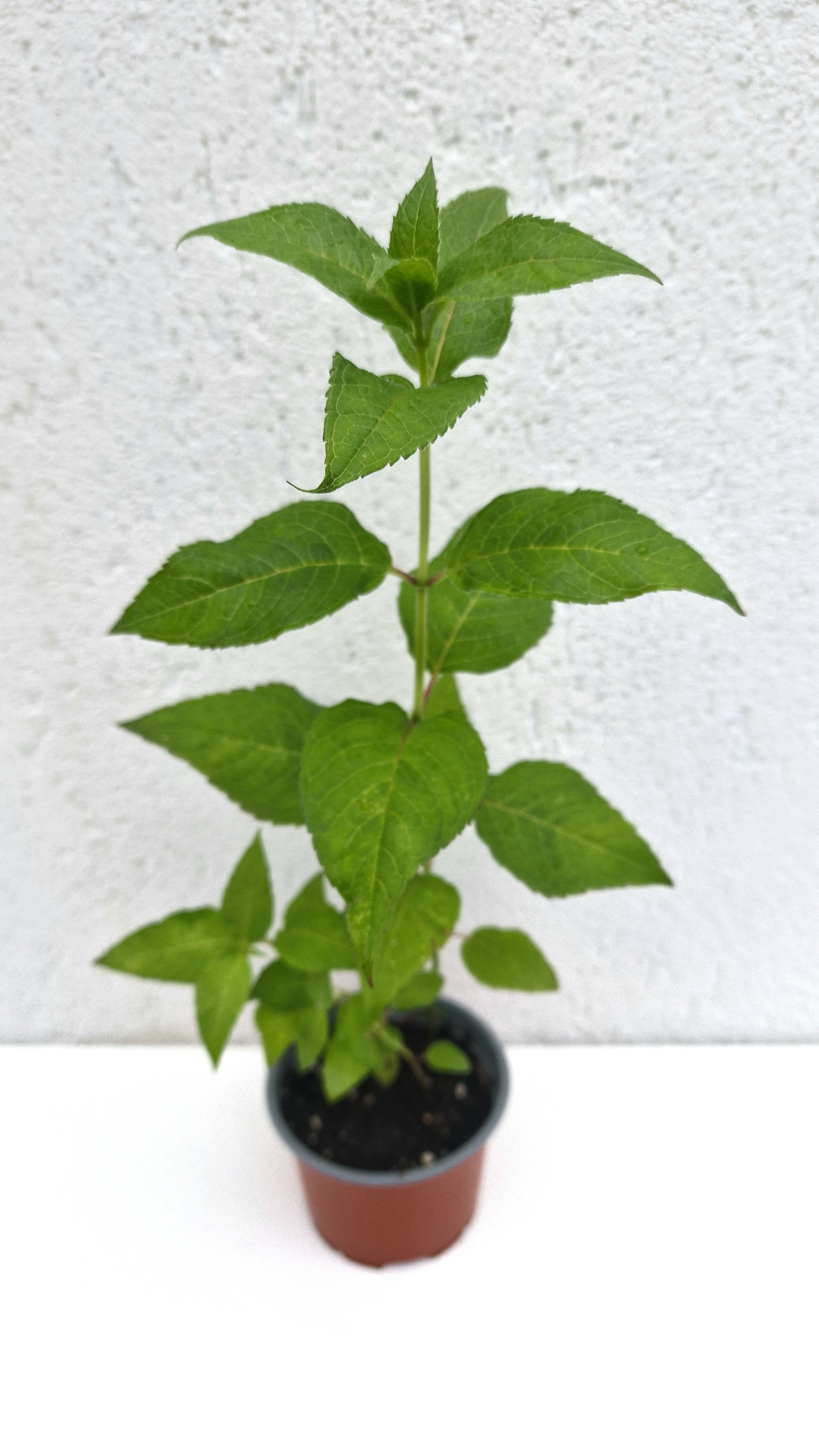 Monarda Kardinal, Menta Indiana Parfumata, ghiveci 10.4 - 1 | YEO