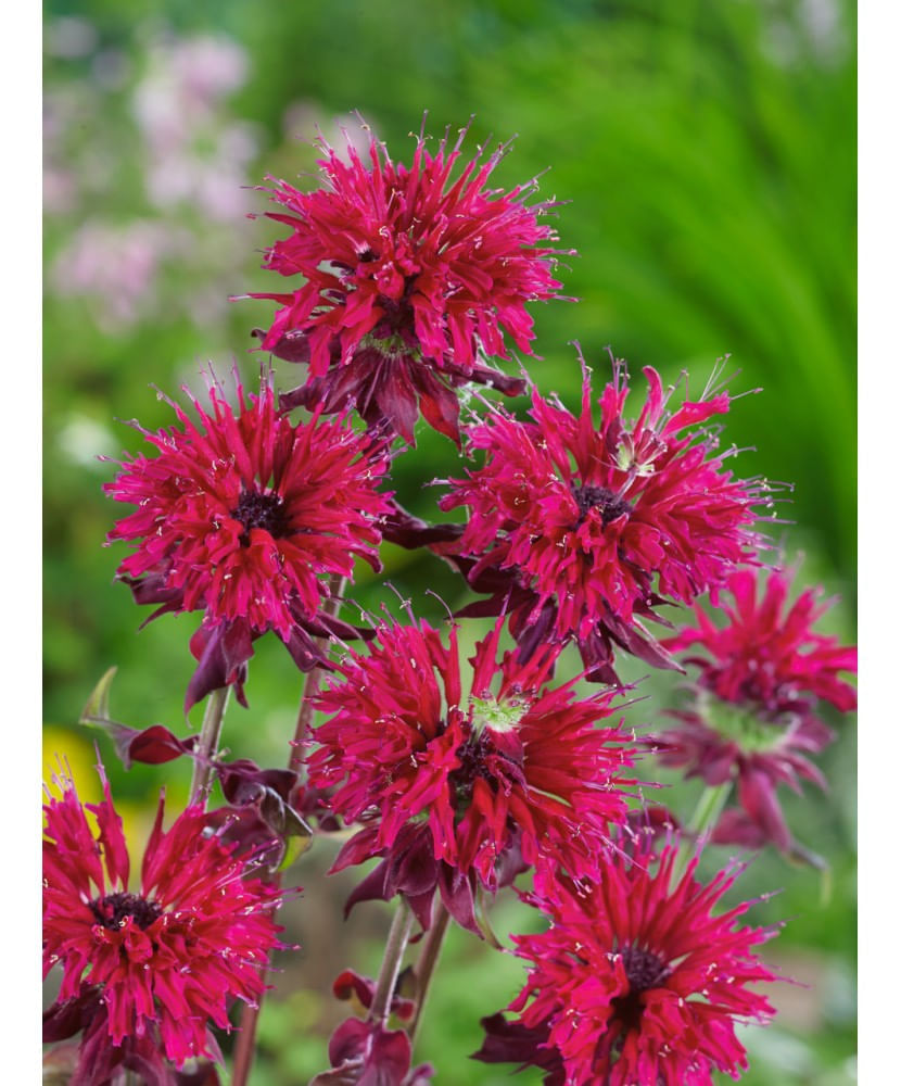 Monarda Kardinal, Menta Indiana Parfumata, ghiveci 10.4