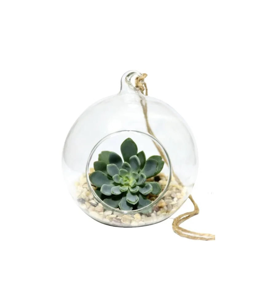 Glob Sticla Terariu Rotund, 12cm — imaginea 3