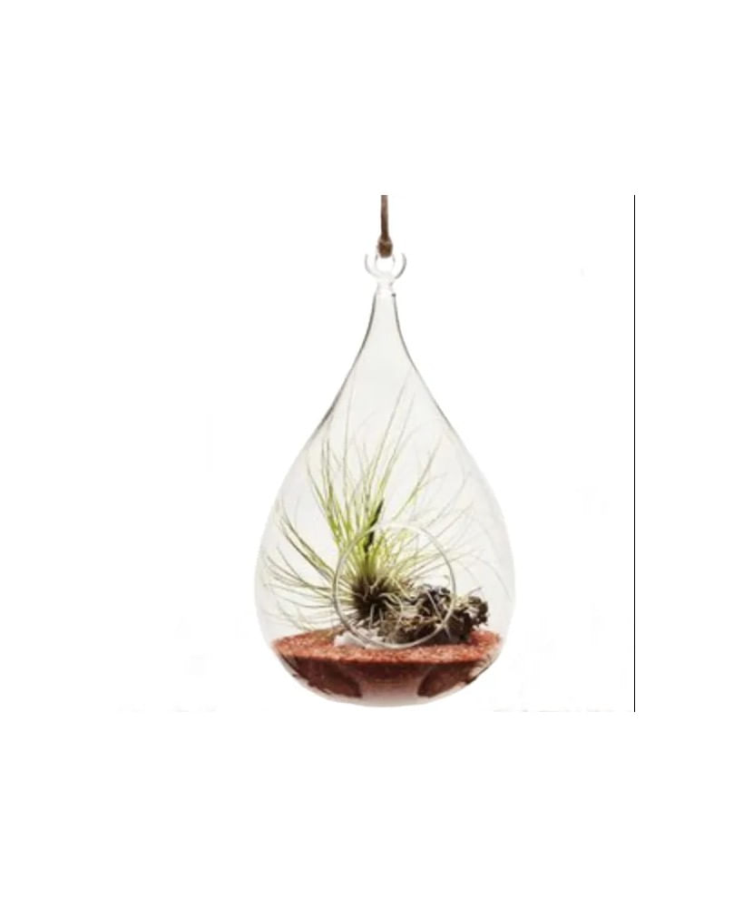 Glob Sticla Terariu Para, 19x10cm — imaginea 2