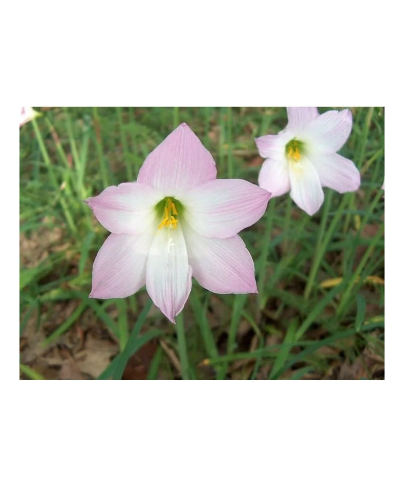 Habranthus Robustus, Crinul Ploii, 4/5, Roz, 10 bulbi