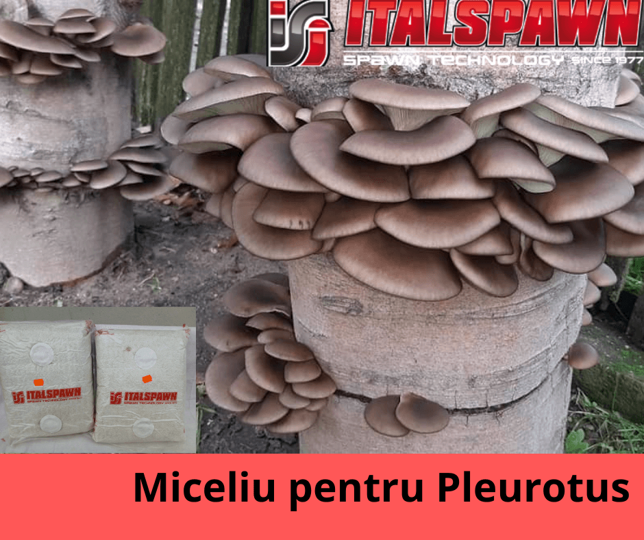 Miceliu pentru Pleurotus Italspawn - 2 | YEO