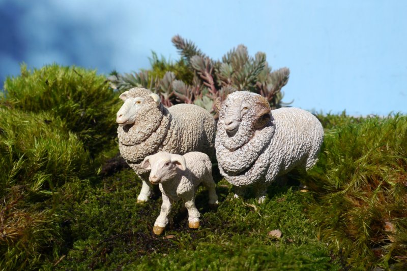 PAPO Figurina oaie merinos