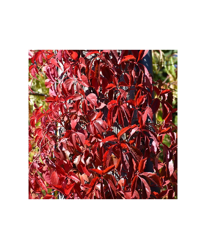 Planta Vita de Canada, Parthenocissus REDWALL® Troki P9, ghiveci 9cm