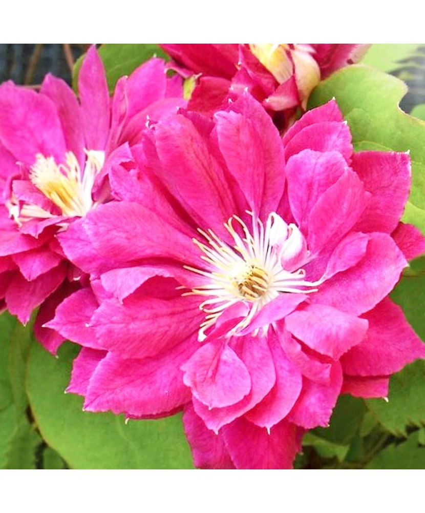 Planta Clematis Akafuji P9, ghiveci 9cm