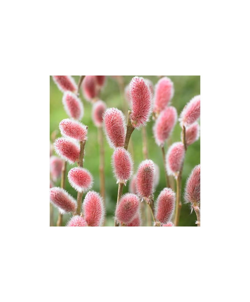Planta, Salcie Japoneza cu Matisori Roz, Salix gracilistyla Mt Aso P9, ghiveci 9cm