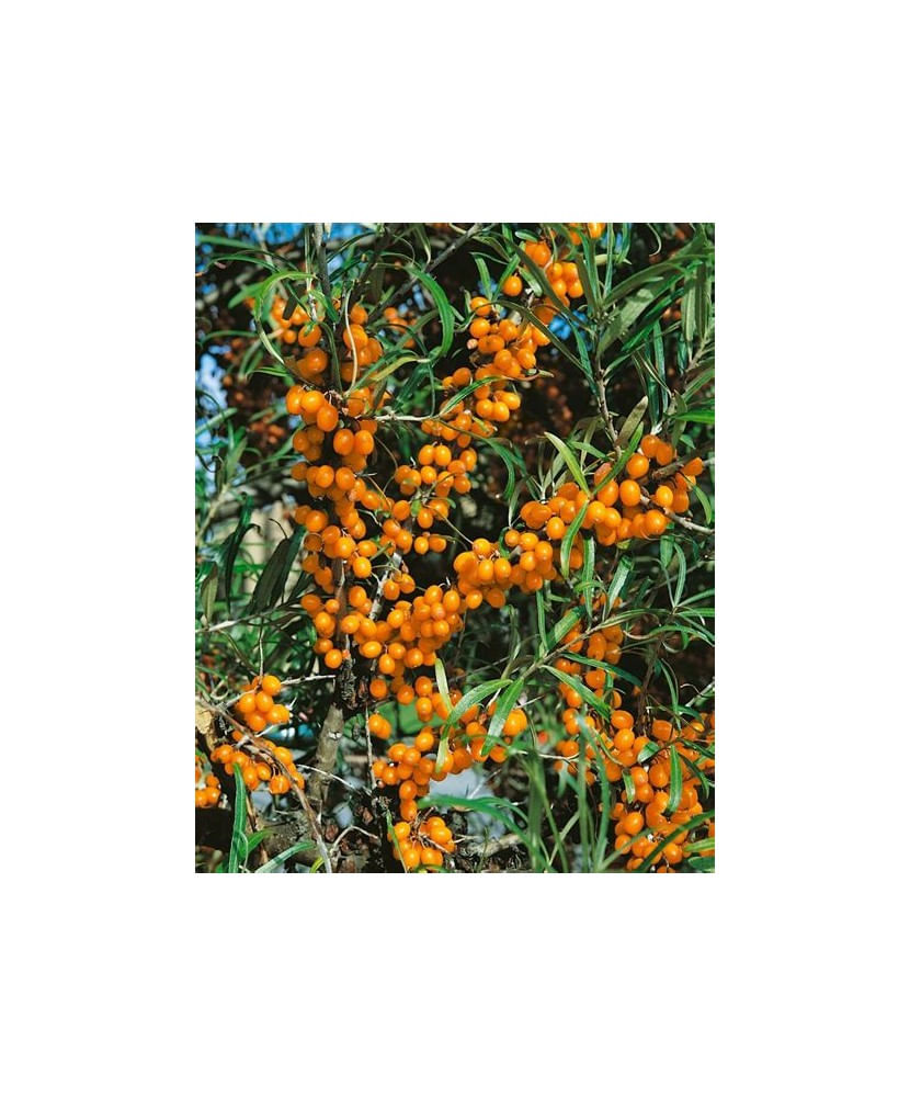 Planta Hippophae rhamnoides Friesdorfer Orange, Catina de Mare P9, ghiveci 9cm