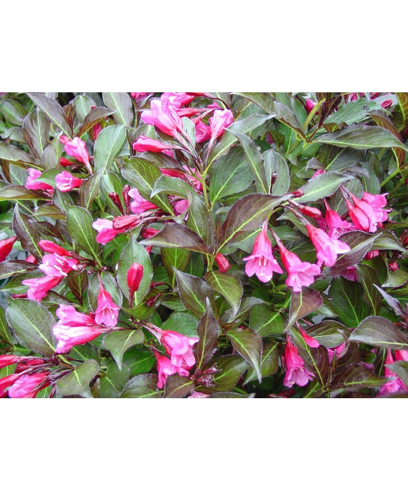 Planta Weigela florida WINE & ROSES Alexandra PBR C2, ghiveci 2l