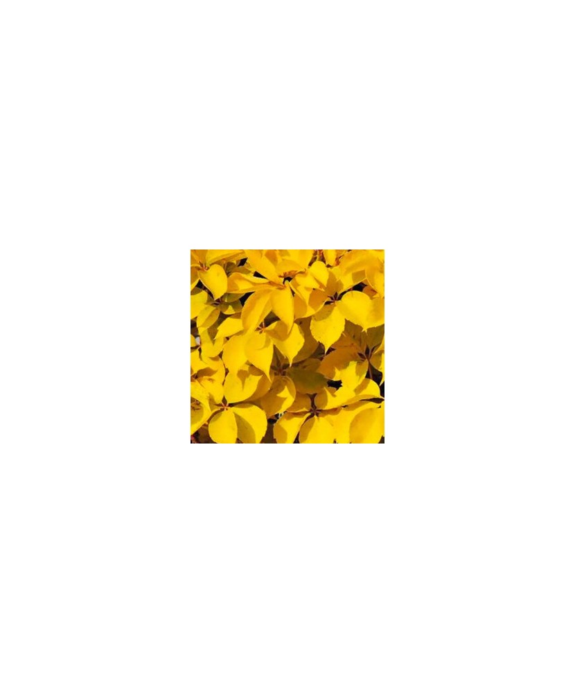 Planta,Vita de Canada, Parthenocissus quinquefolia Yellow Wall PBR P9, ghiveci 9cm