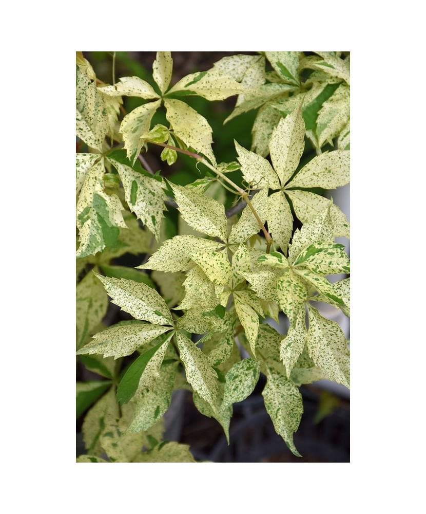 Planta, Vita de Canada, Parthenocissus quinquefolia STAR SHOWERS P9, ghiveci 9cm