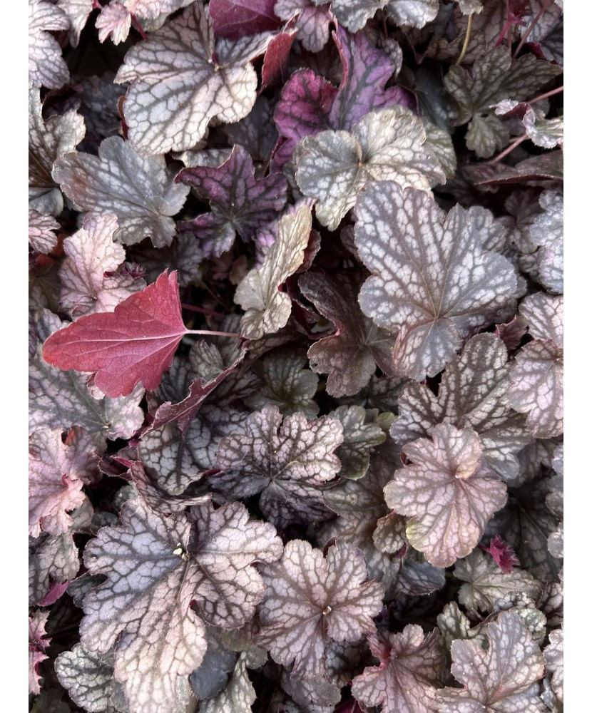 Planta Heuchera Silver Purple – Eleganta in tonuri de violet-argintiu Ghiveci: 12 cm