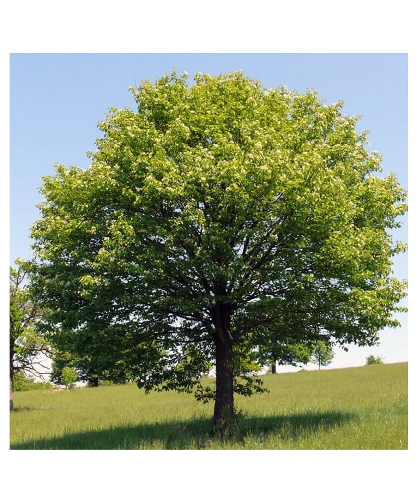 Jugastru 50-80 cm  (Acer campestre ), radacina libera