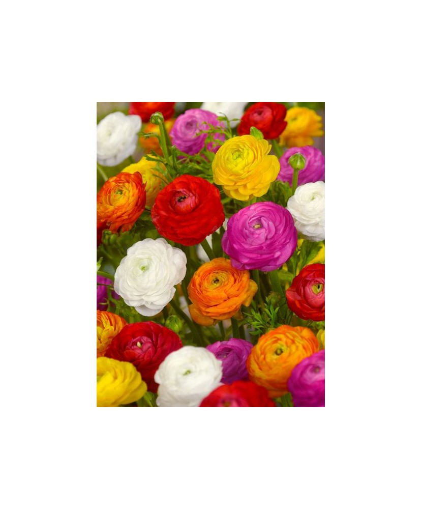 Bulb, Ranunculus Mix, bulb, calibru 7/8
