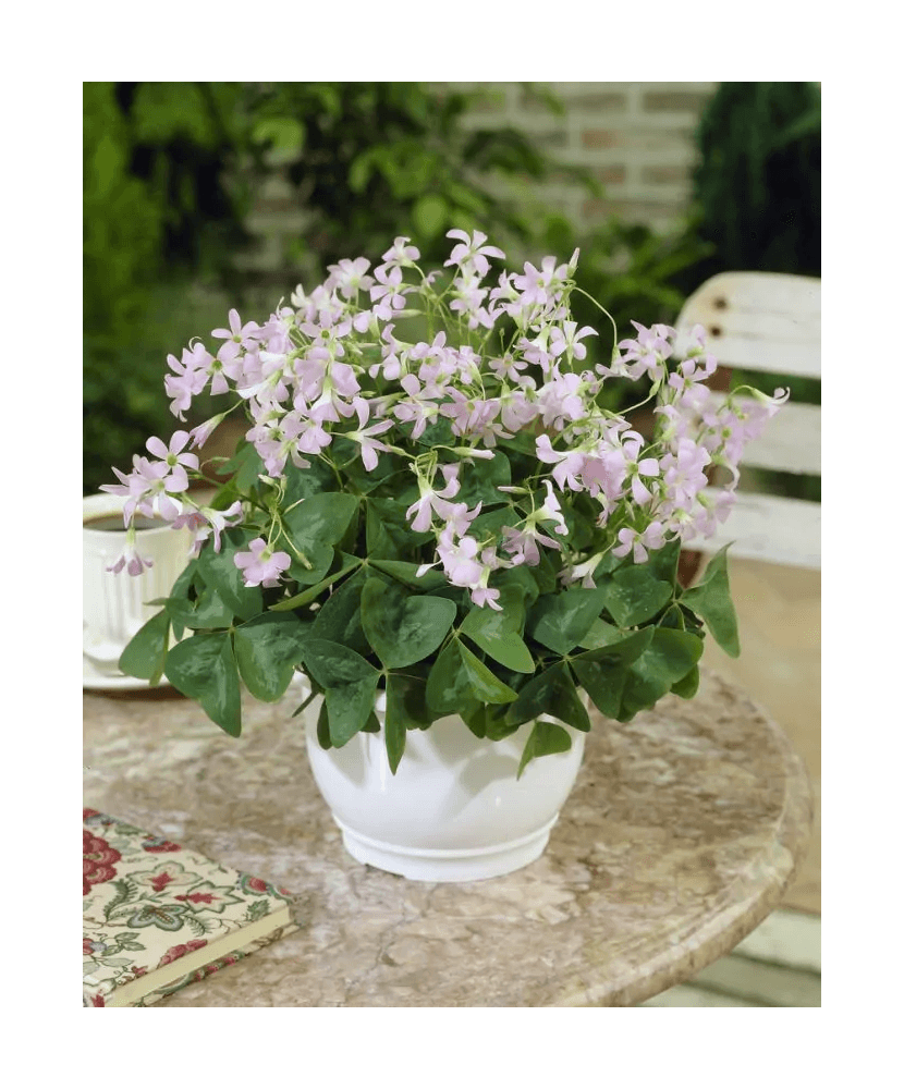 Bulb, Oxalis Fanny Triangularis, bulb, calitatea I